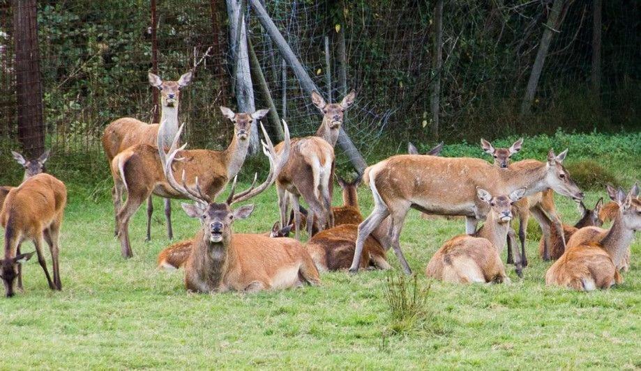 Gite Du Cerf Birkenwald Екстер'єр фото