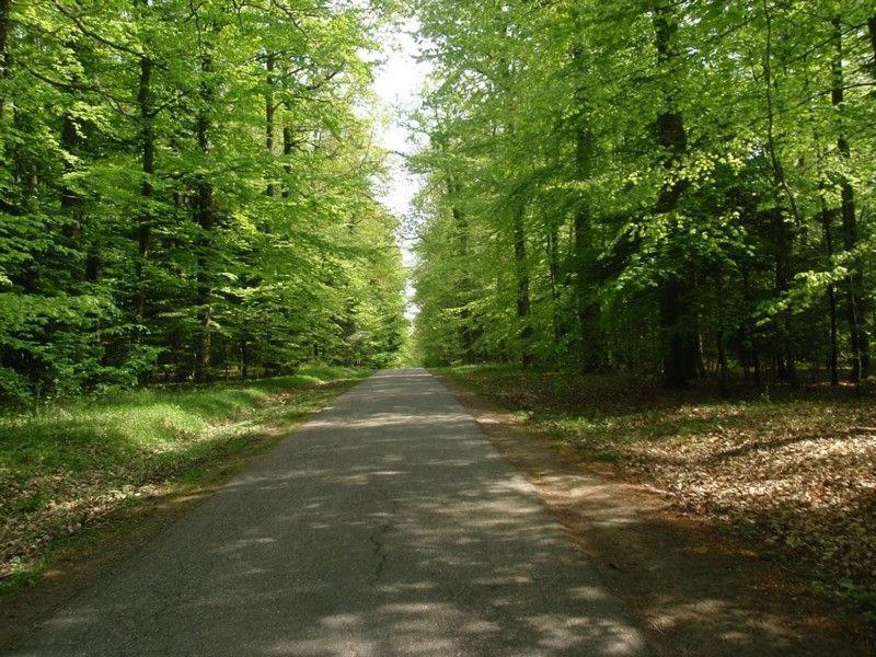 Gite Du Cerf Birkenwald Екстер'єр фото